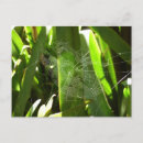 Search for spider web postcards Cobweb