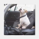 Search for vick Bull