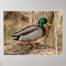 Search for male posters Wild