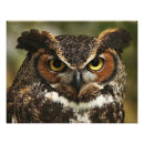 Search for raptors posters Owls