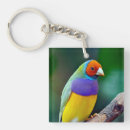 Search for finch key rings Nature