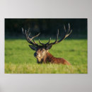 Search for stag posters Majestic