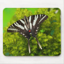 Search for swallowtail butterfly electronics White