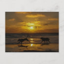 Search for dog days of summer Sunset