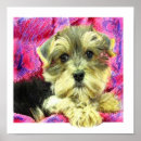 Search for morkie Cute