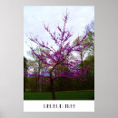 Search for redbud tree Floral