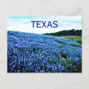 Search for texans postcards Bluebonnet