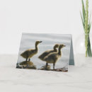 Search for face cards Nature