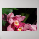 Search for pink orchid posters Red