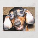 Search for smiling dog postcards Dachshund