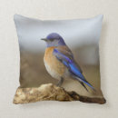 Search for bluebird cushions Nature