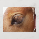 Search for ponies photography Horse