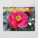 Search for camellia flower postcards Japonica