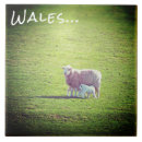 Search for lamb tiles Sheep
