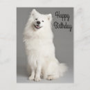 Search for american eskimo dog postcards Puppies