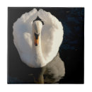 Search for swan tiles Reflection