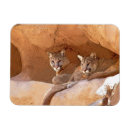 Search for puma magnets Nature