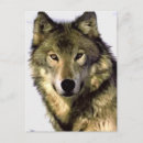 Search for wolf face postcards Wild