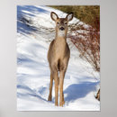 Search for white tailed deer posters Mammal
