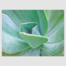 Search for southwest tissue paper Succulent