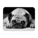 Search for sad rectangular magnets Dog