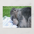 Search for chimpanzee postcards Funny