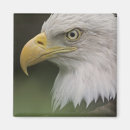 Search for haliaeetus magnets Animal
