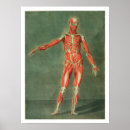 Search for muscularity posters D'agoty