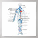Search for circulatory system posters Veins