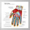 Search for hand anatomy posters Wrist