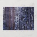 Search for sequoia national park postcards Usa