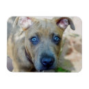 Search for pit magnets Puppy