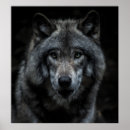 Search for black wolf posters Landscape