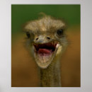 Search for ostriches posters Wildlife