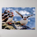 Search for puffin art Cute