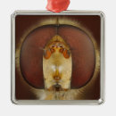 Search for coloured background christmas tree decorations Animal