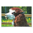 Search for llama animal posters Photography