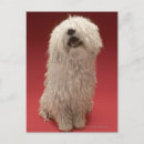 Search for cute dog postcards Canine