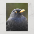 Search for blackbird postcards Nature