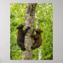 Search for black bears posters Bear cub