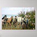Search for breeder posters Foal