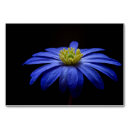 Search for horizontal table cards Floral