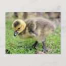 Search for gosling postcards Cute