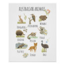 Search for australian animal posters Koala