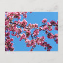 Search for cherry blossom postcards Photograph