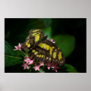 Search for malachite art Butterfly