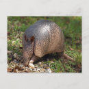 Search for armadillos postcards Texas