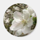 Search for white bloom magnets Nature