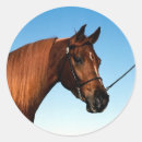 Search for show horse stickers Arabian