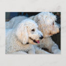 Search for breeders postcards Dog